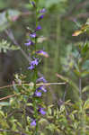 Downy Lobelia